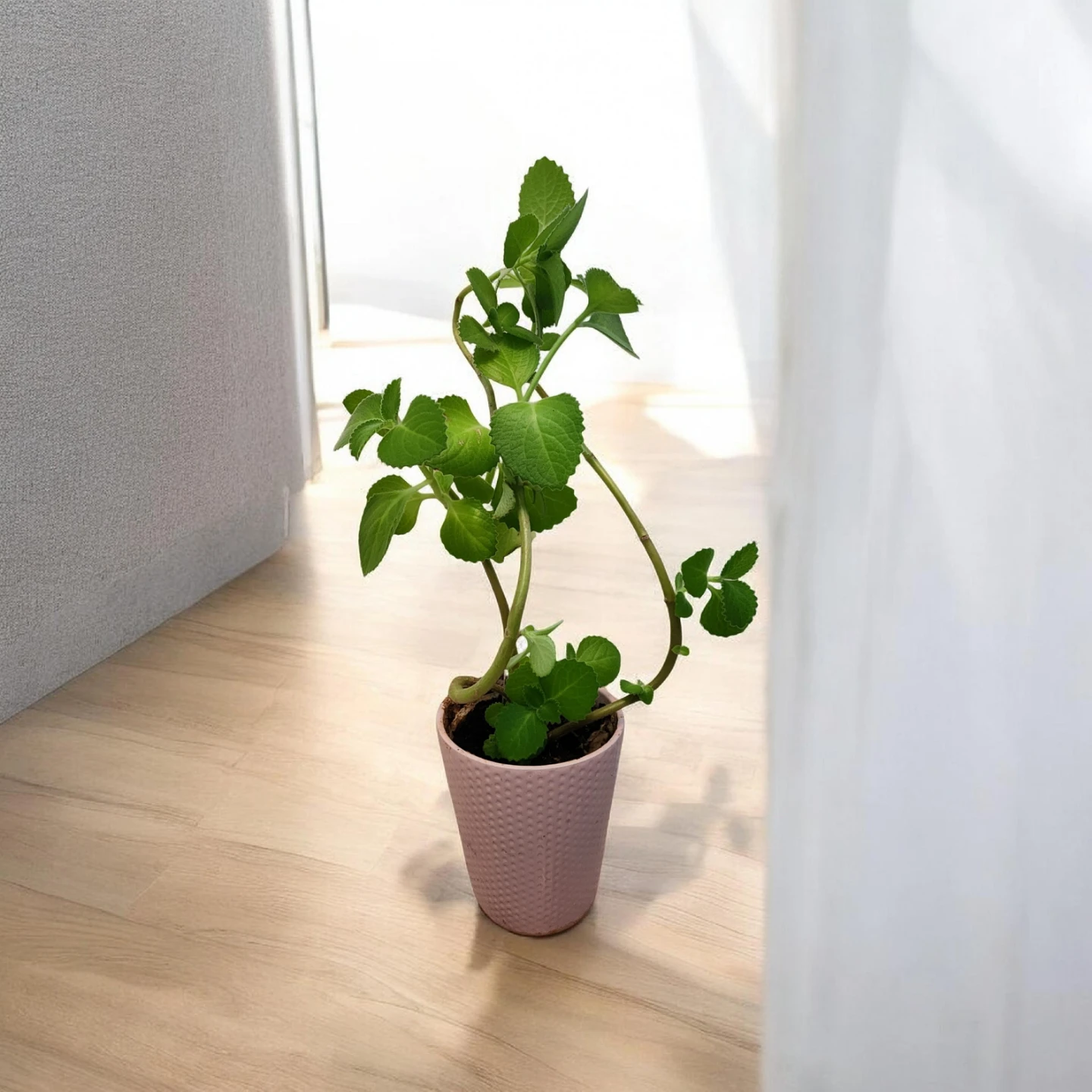 Cuban oregano plant in pink pot