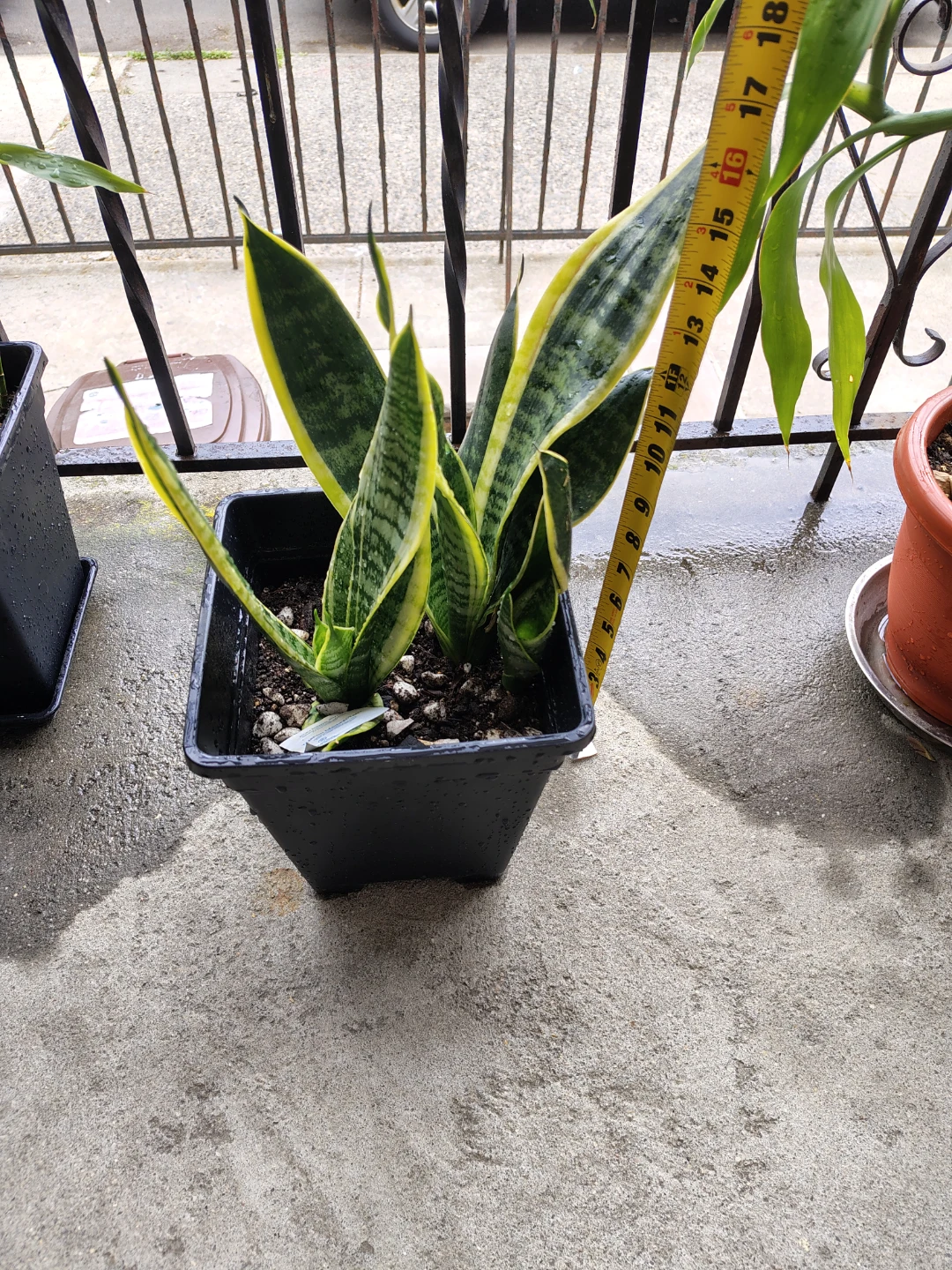 Snake Plant in Black Pot - photo 2