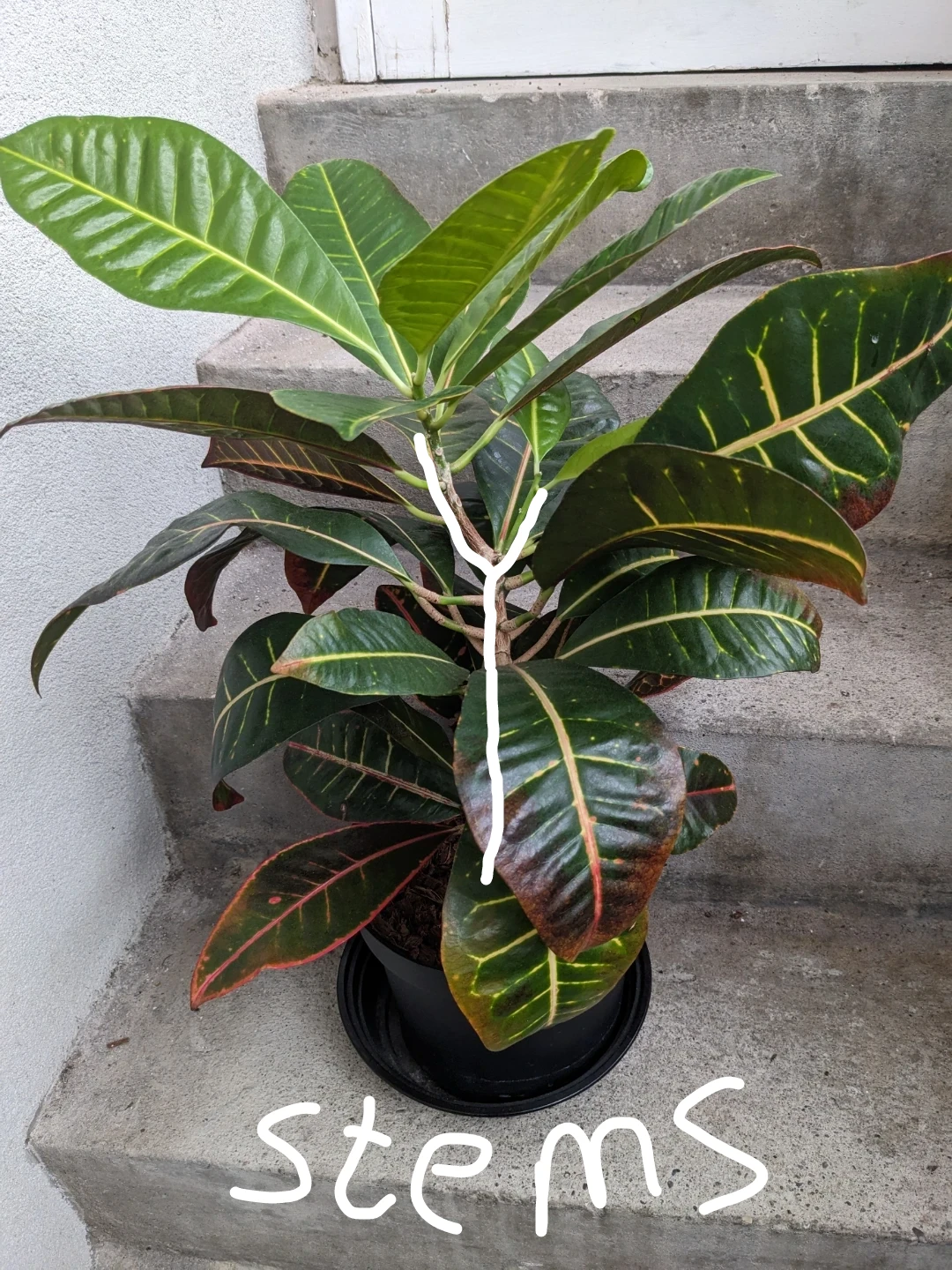 Big healthy Croton Codiaeum plant - photo 3