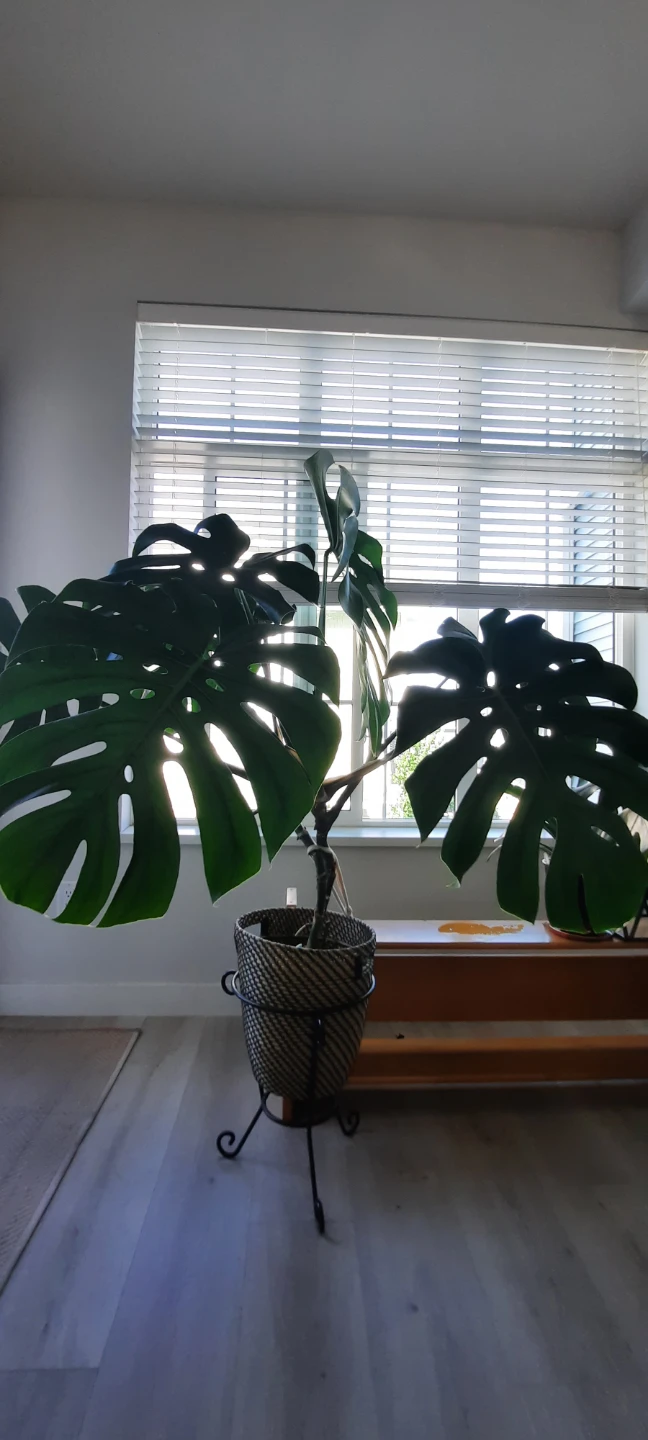 Monstera Plant in Woven Pot with Stand