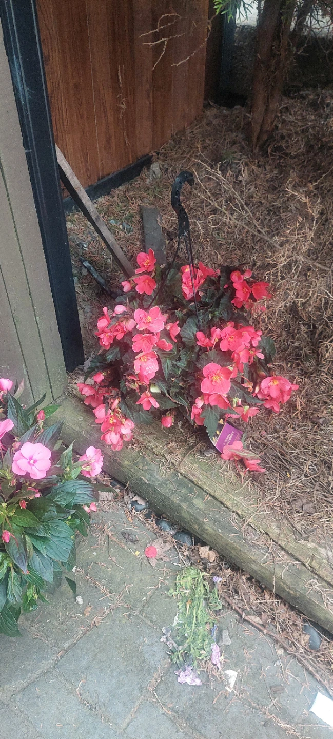 Hanging Basket Flowers - Pink & Red