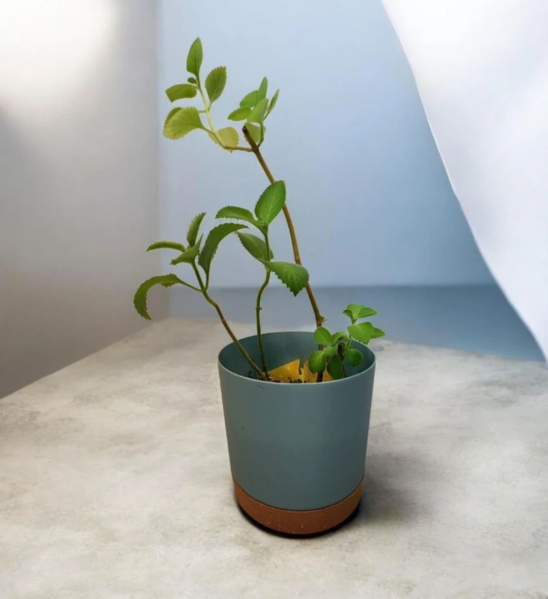 Cuban oregano plant