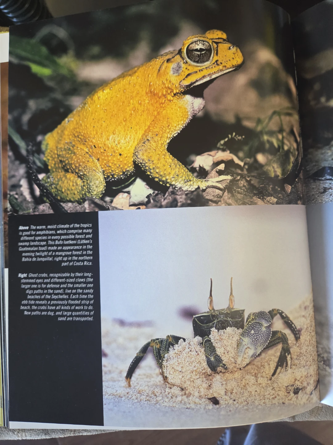 Colors of the Tropics: Eden on the Equator Book - photo 3