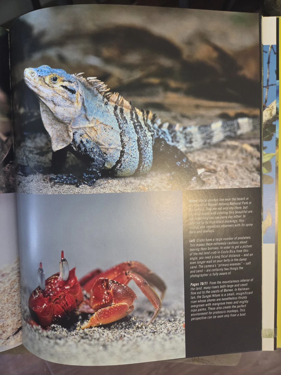 Colors of the Tropics: Eden on the Equator Book - photo 4