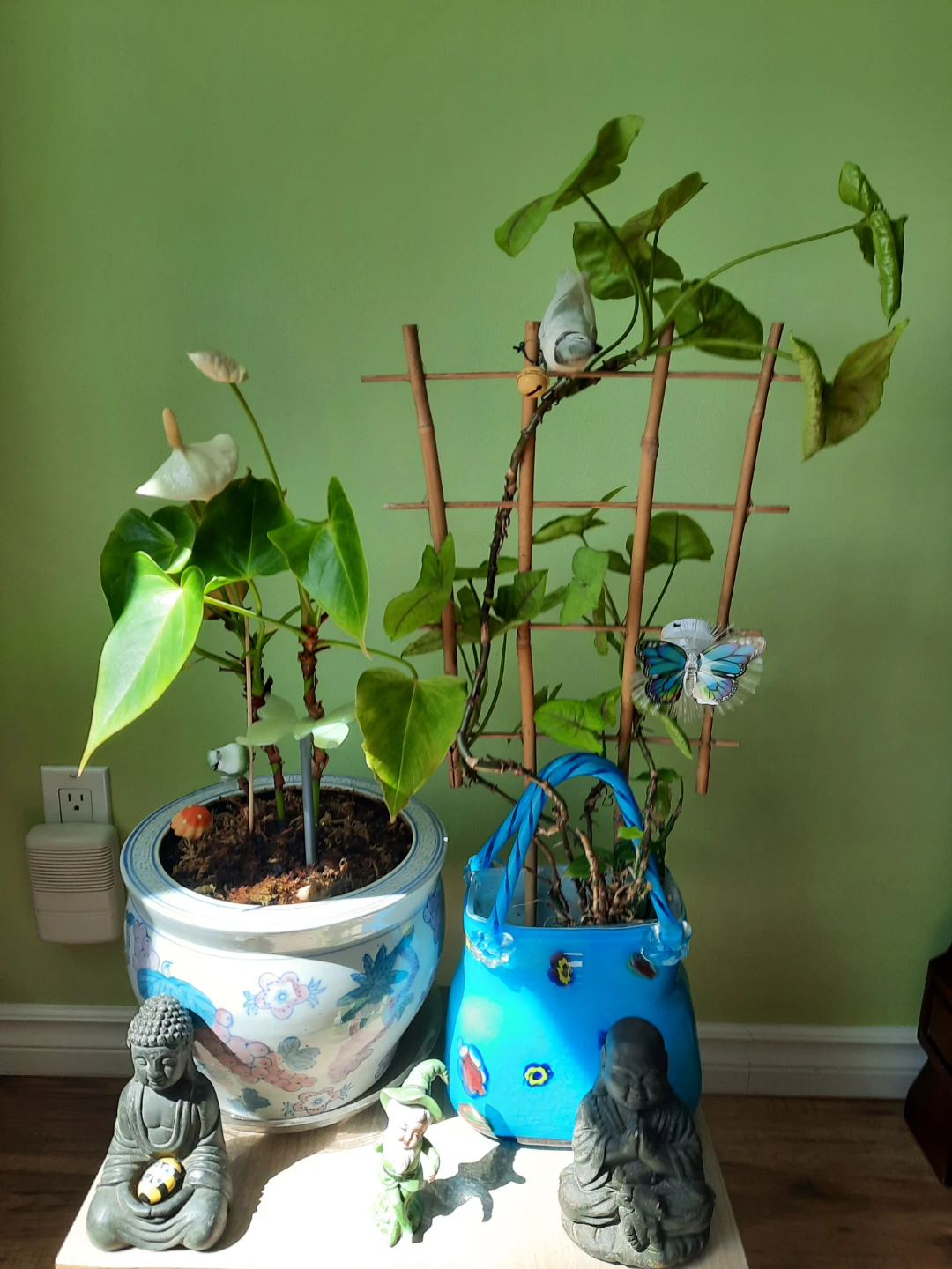 Assorted indoor plants with decorative pots $ 19 each
