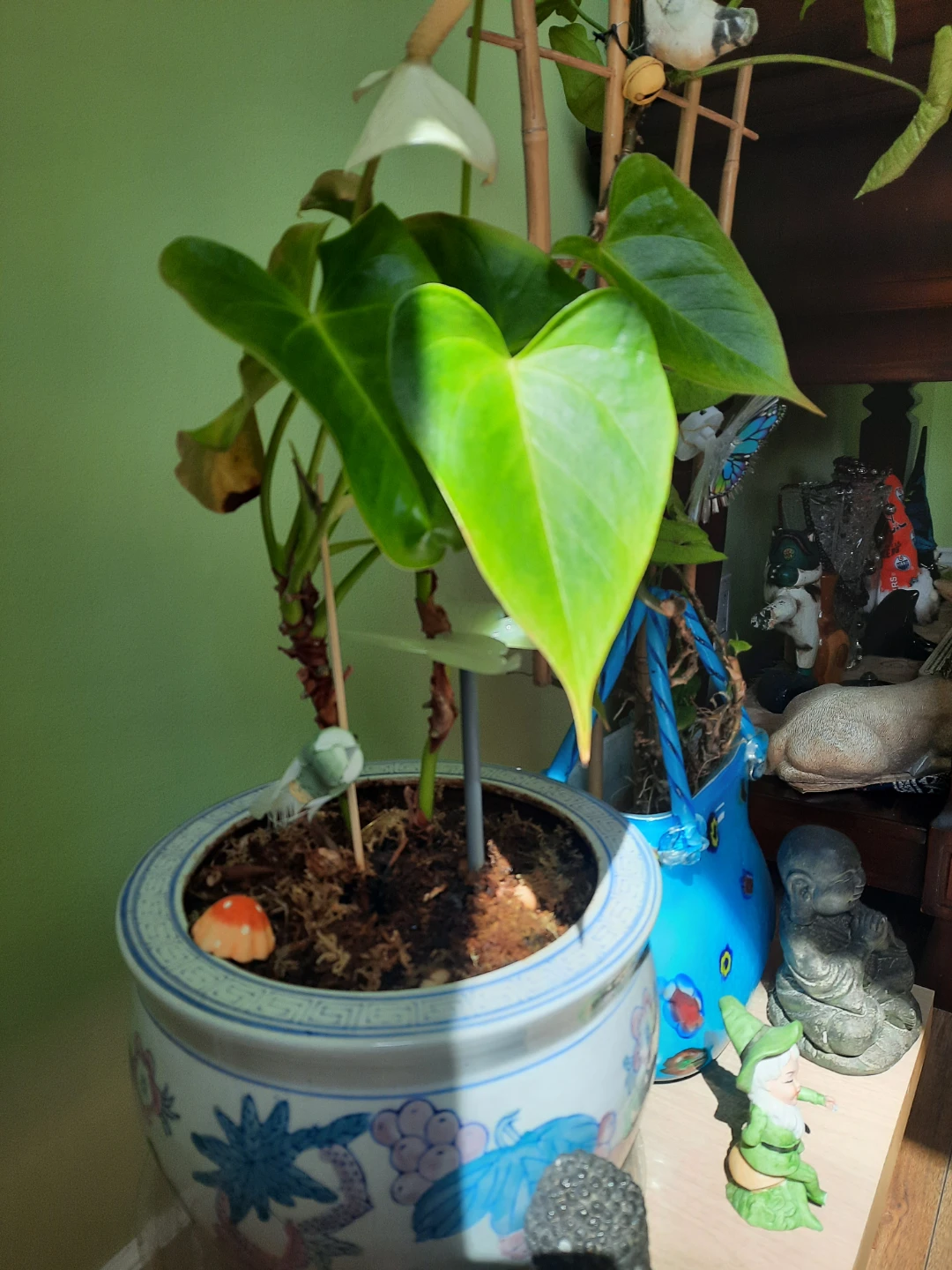 Assorted indoor plants with decorative pots $ 19 each - photo 2