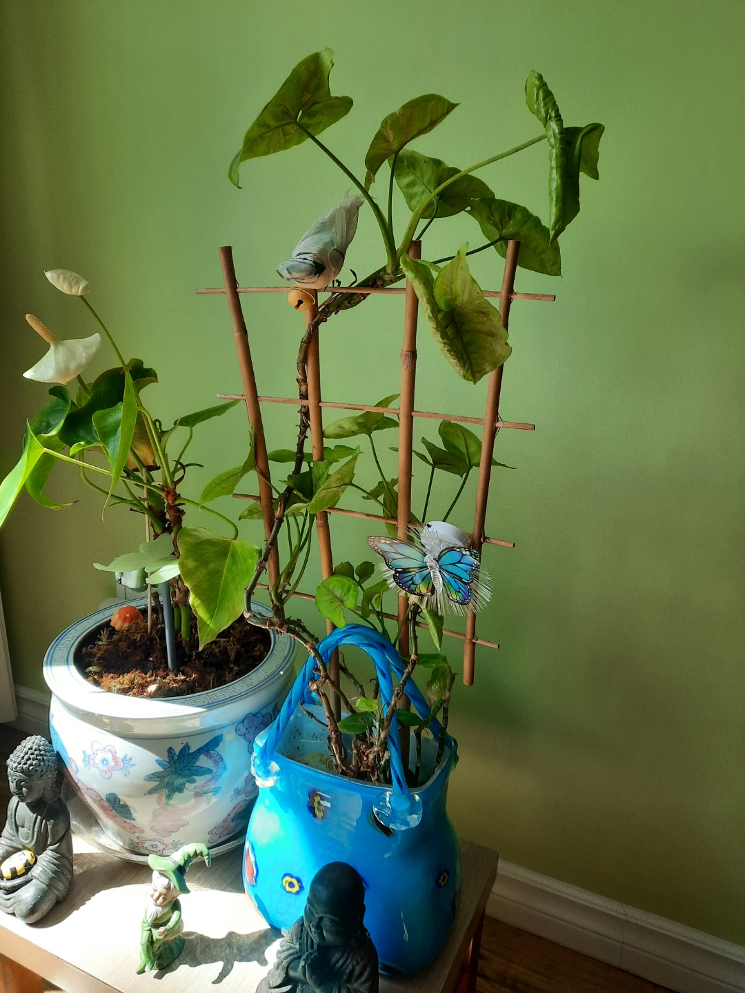 Assorted indoor plants with decorative pots $ 19 each - photo 3