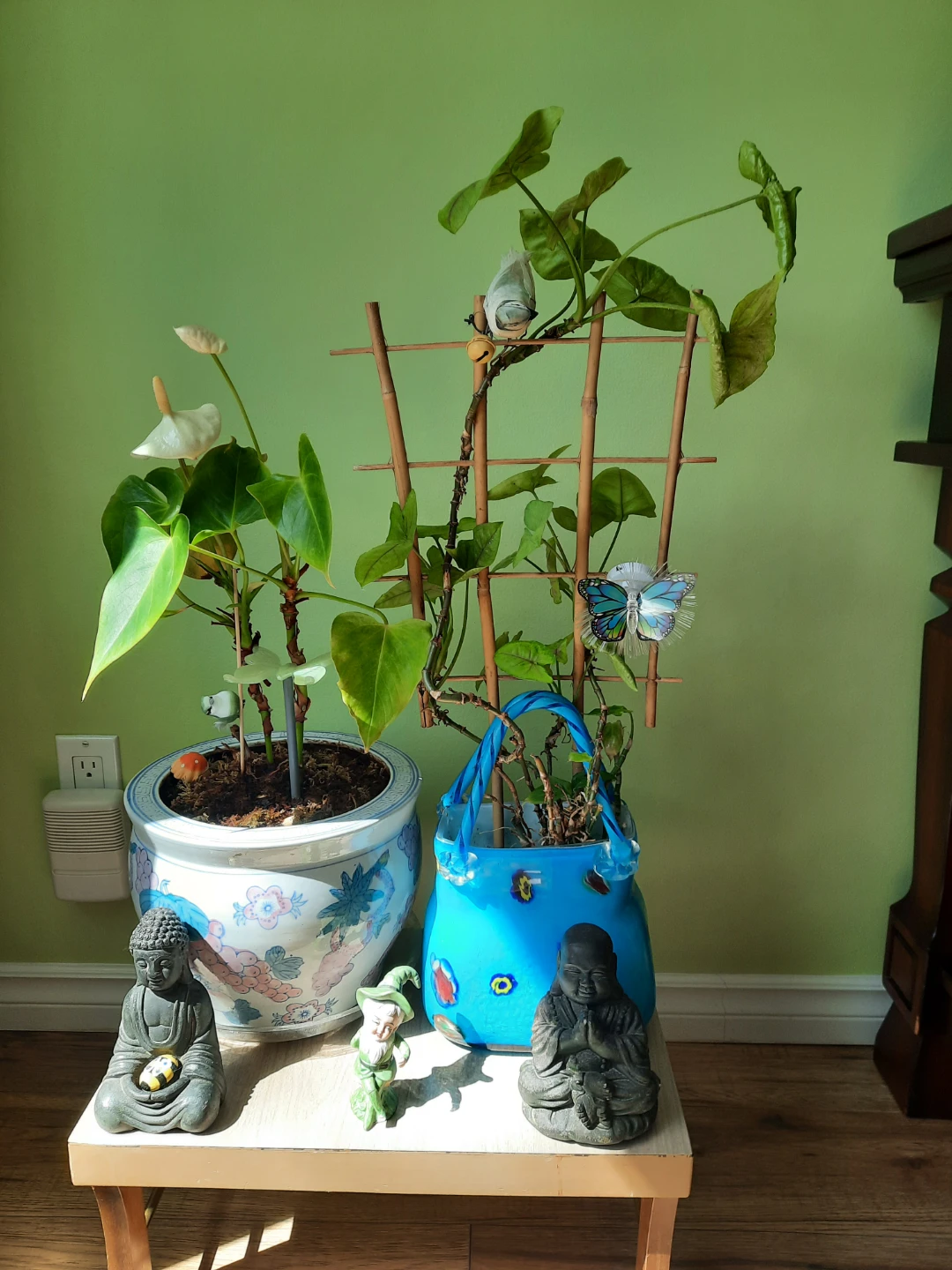 Assorted indoor plants with decorative pots $ 19 each - photo 4