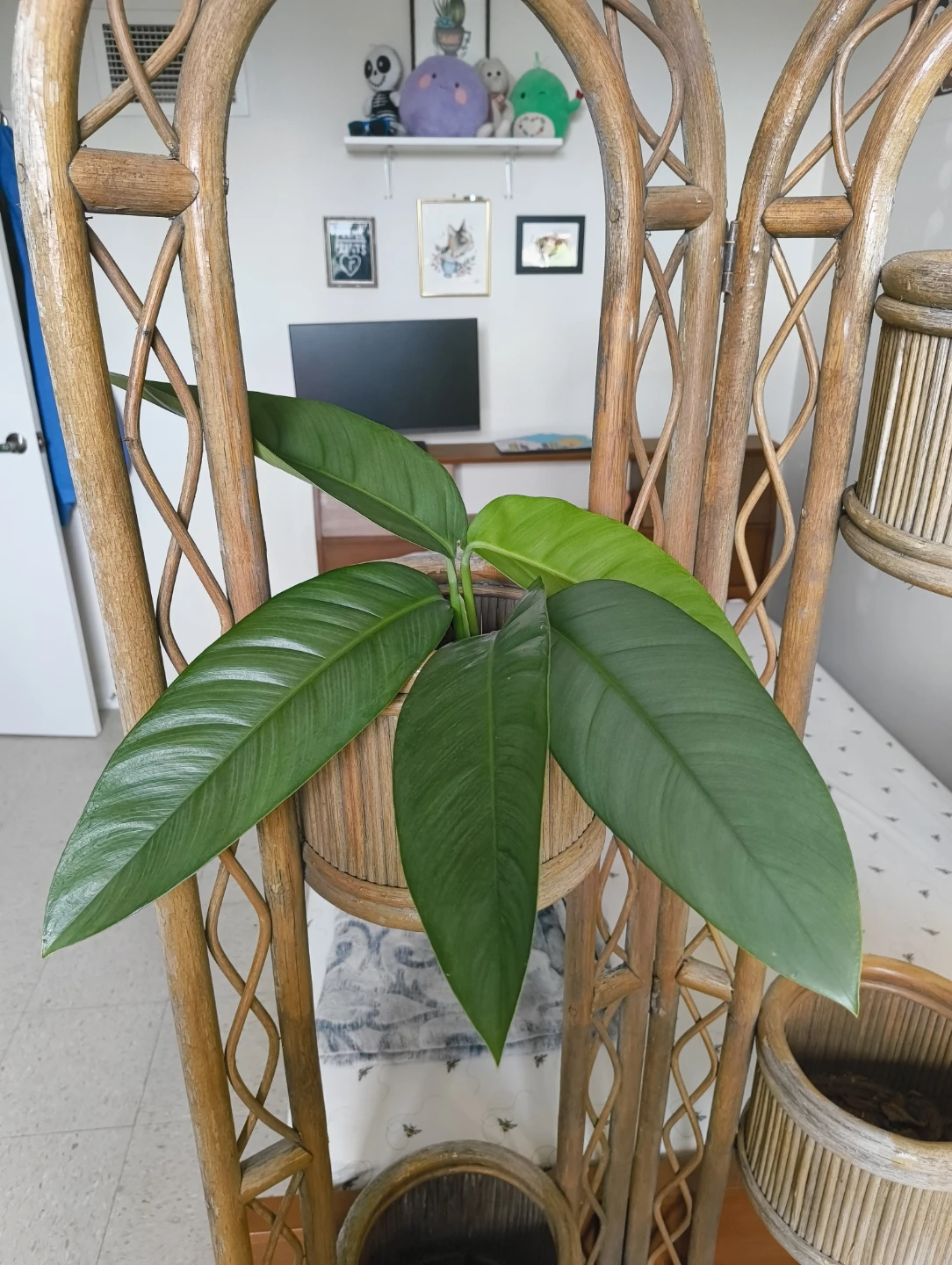 🌱🗡️Silver sword philodendron cuttings