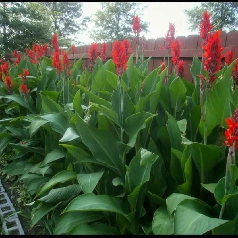 Canna lilies rhizomes -red flowers - photo 2