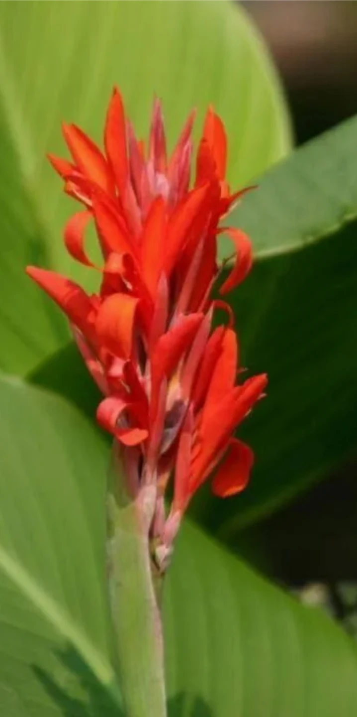 Canna lilies rhizomes -red flowers