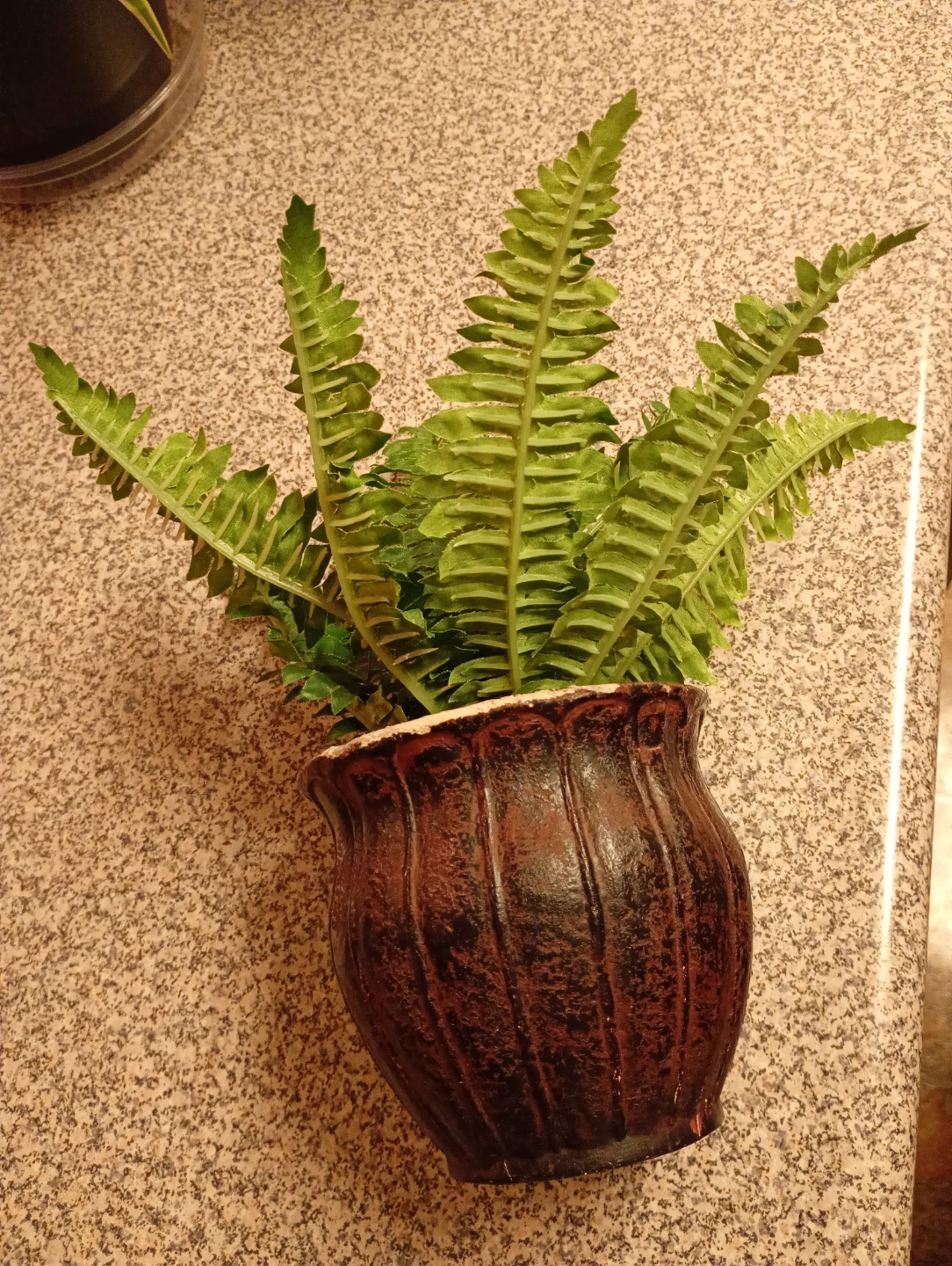 Potted Fern Plant - photo 2