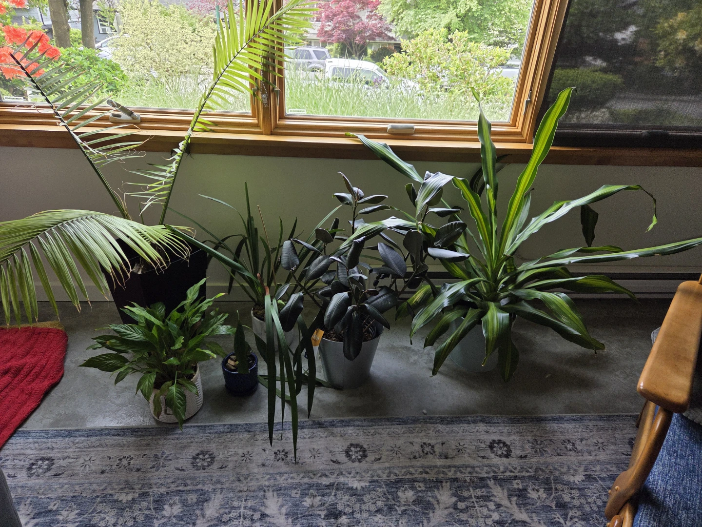Indoor Plants