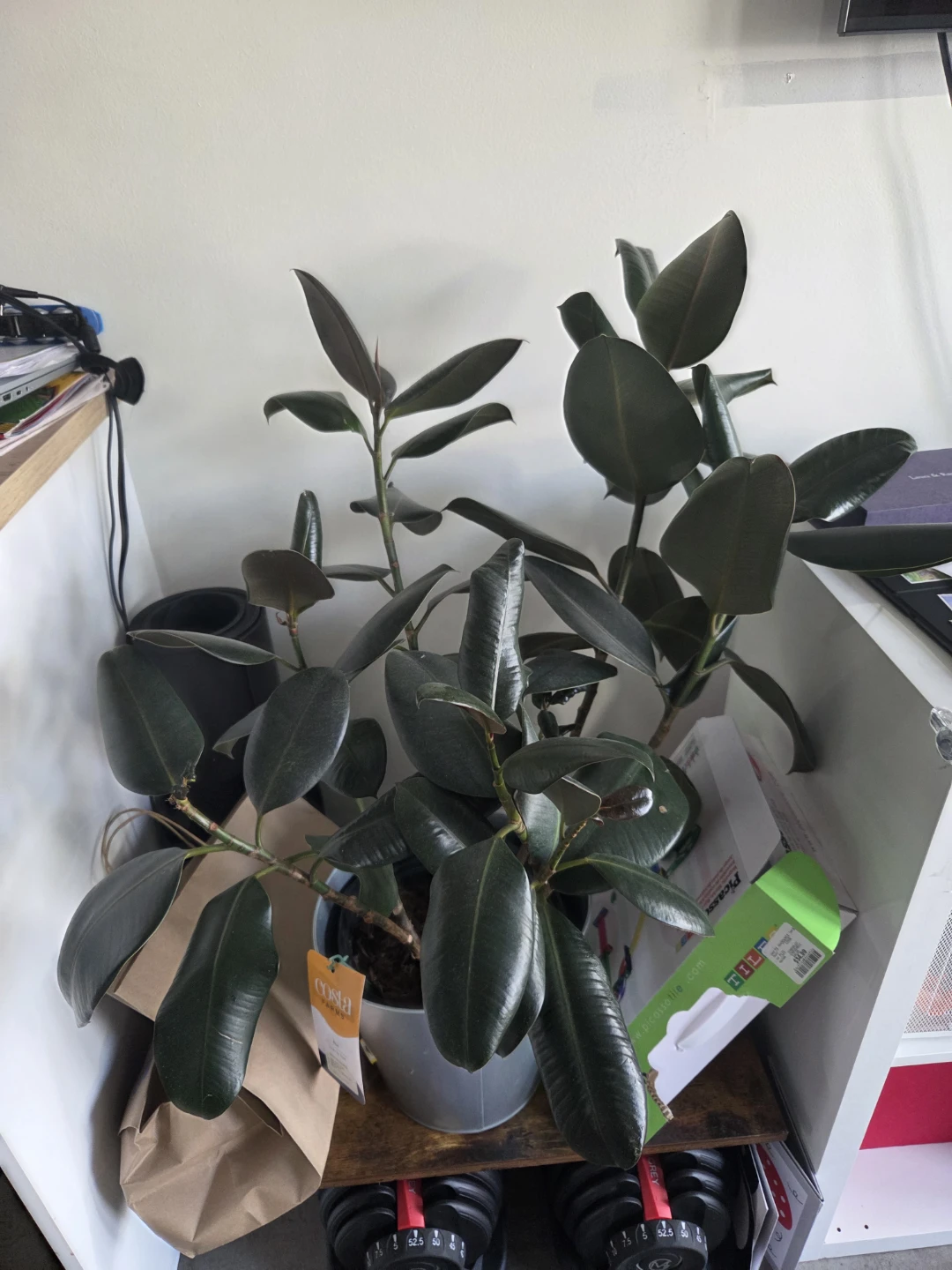 Indoor Plants - photo 2
