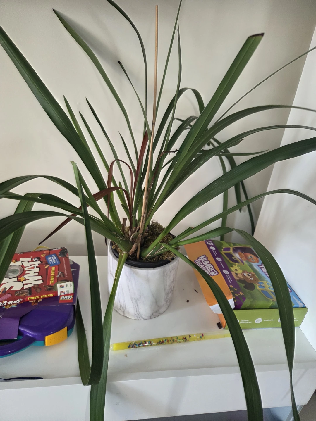 Indoor Plants - photo 3