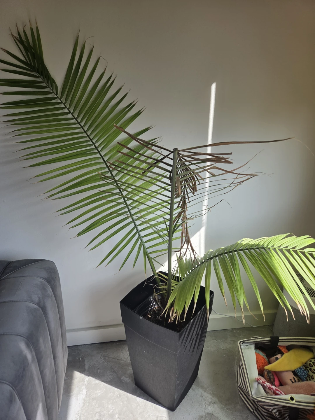Indoor Plants - photo 4