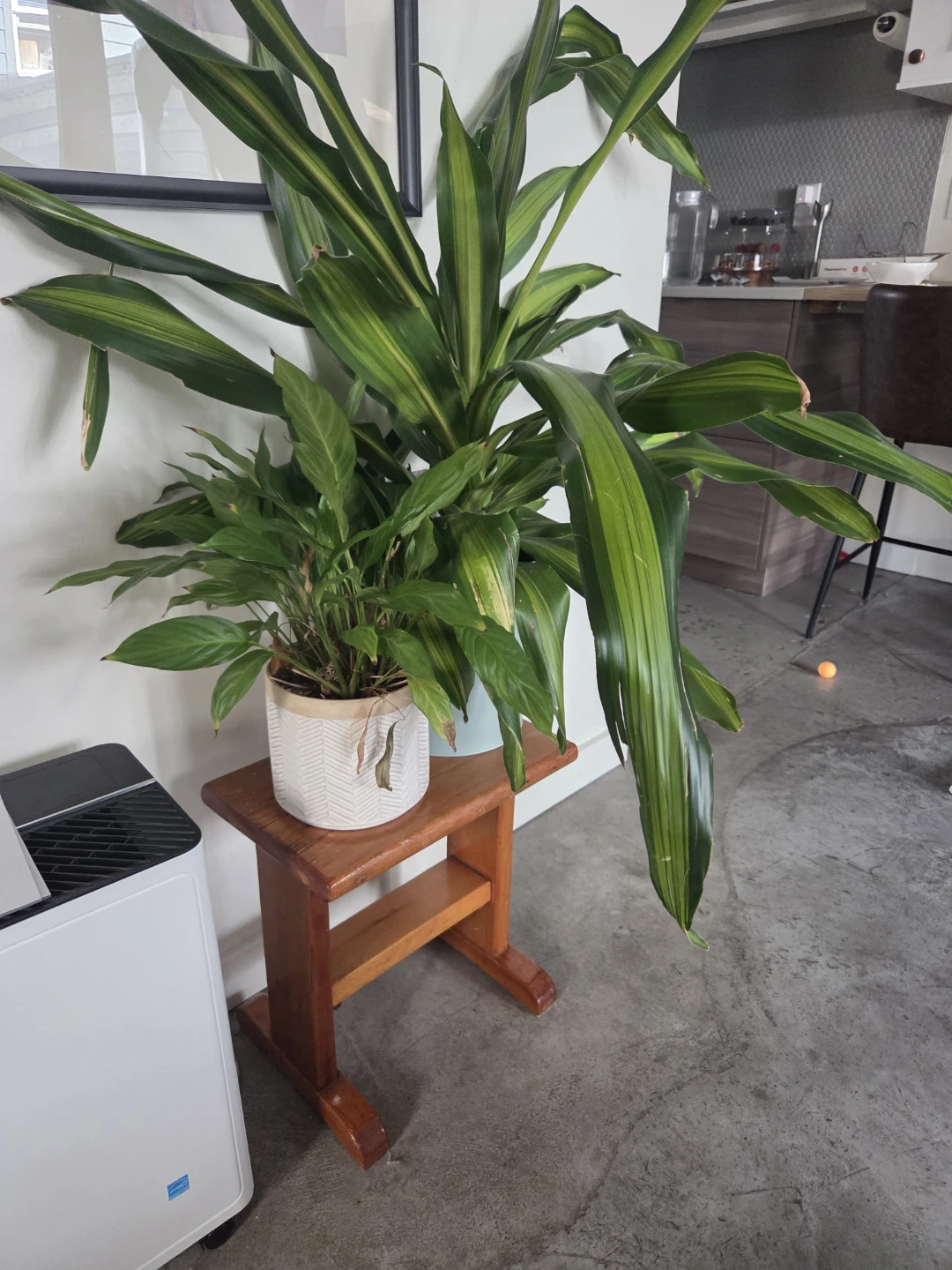 Indoor Plants - photo 5