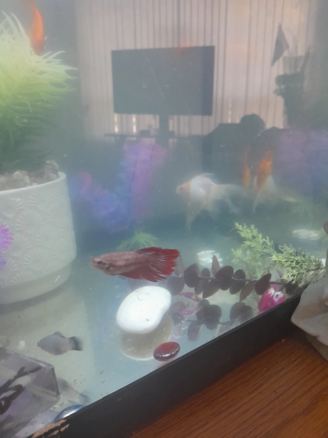 Betta Fish with Tank with Accessories - photo 4