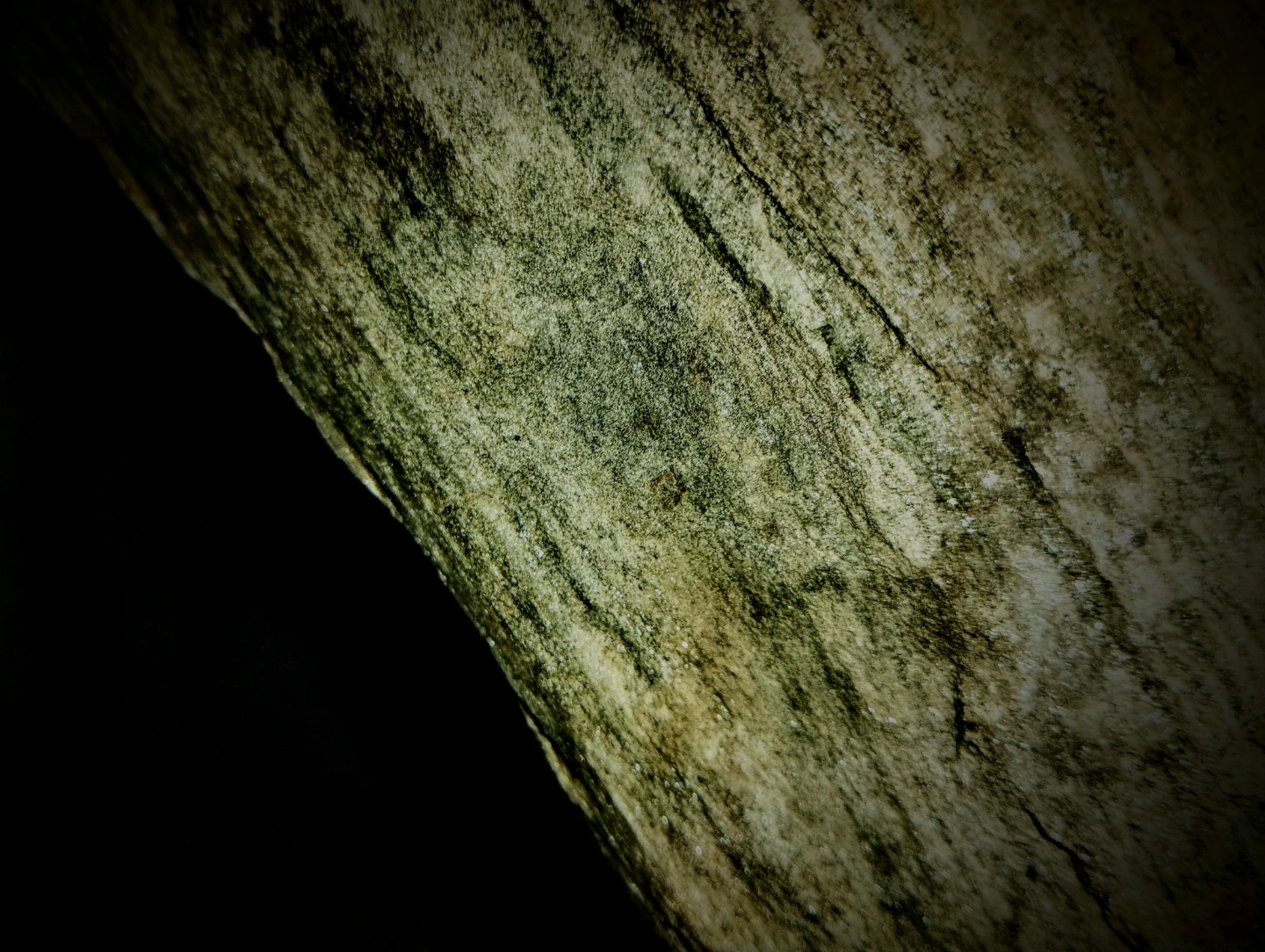 Large Petrified Wood Specimen