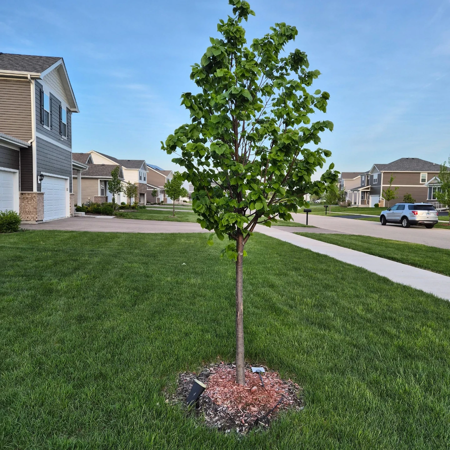 Greenspire Linden Tree 8-10ft