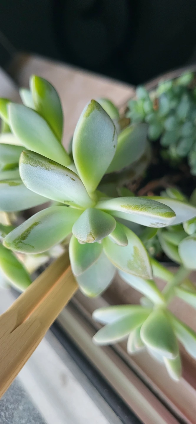 Two types of succulent in a glass container - photo 3
