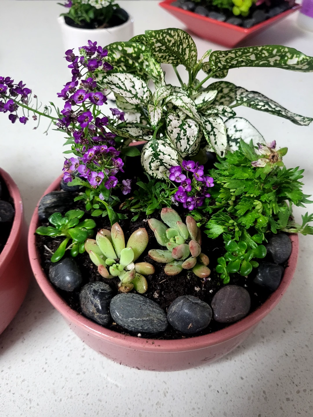 Assorted Succulent and Flowering Plant Terrarium - photo 2