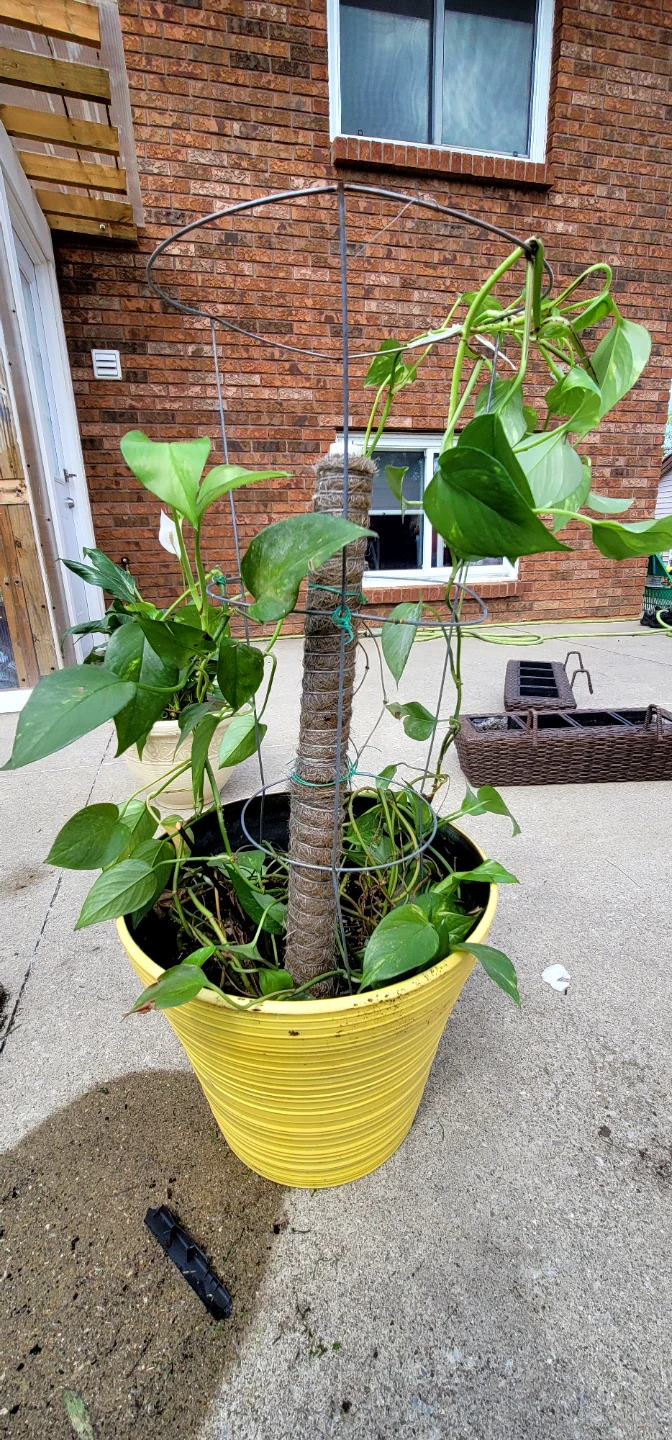 Pothos Plant in Yellow Pot with Trellis