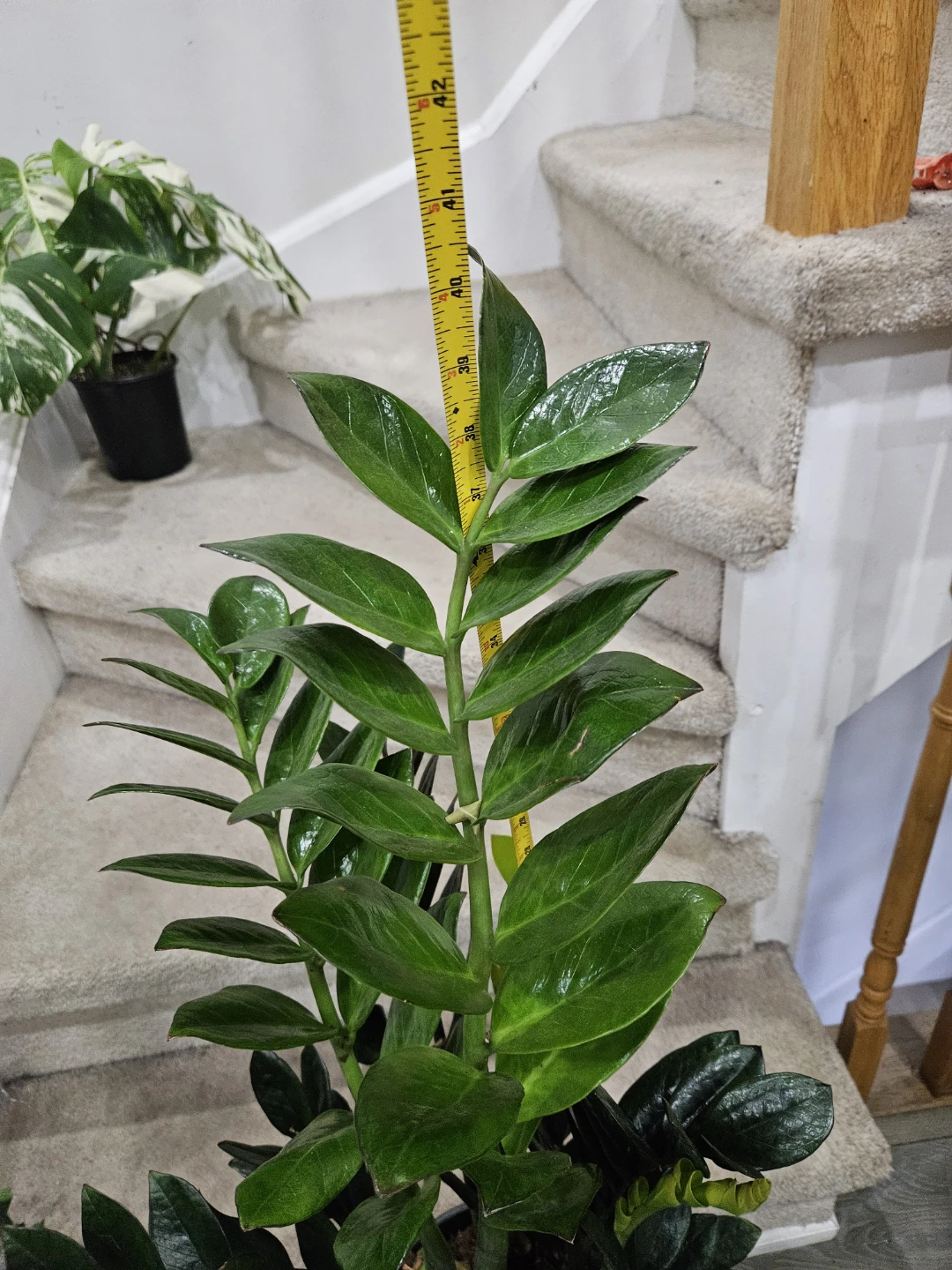 🇨🇦ZZ Plant in 12" pot🇨🇦