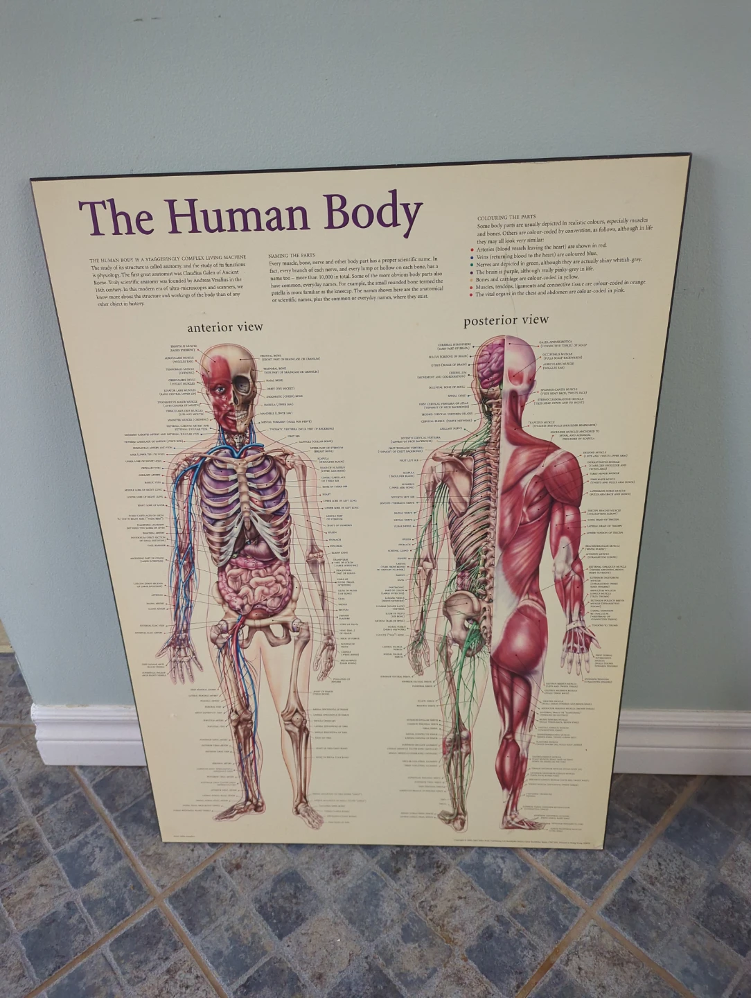 The Human Body Anatomy Poster