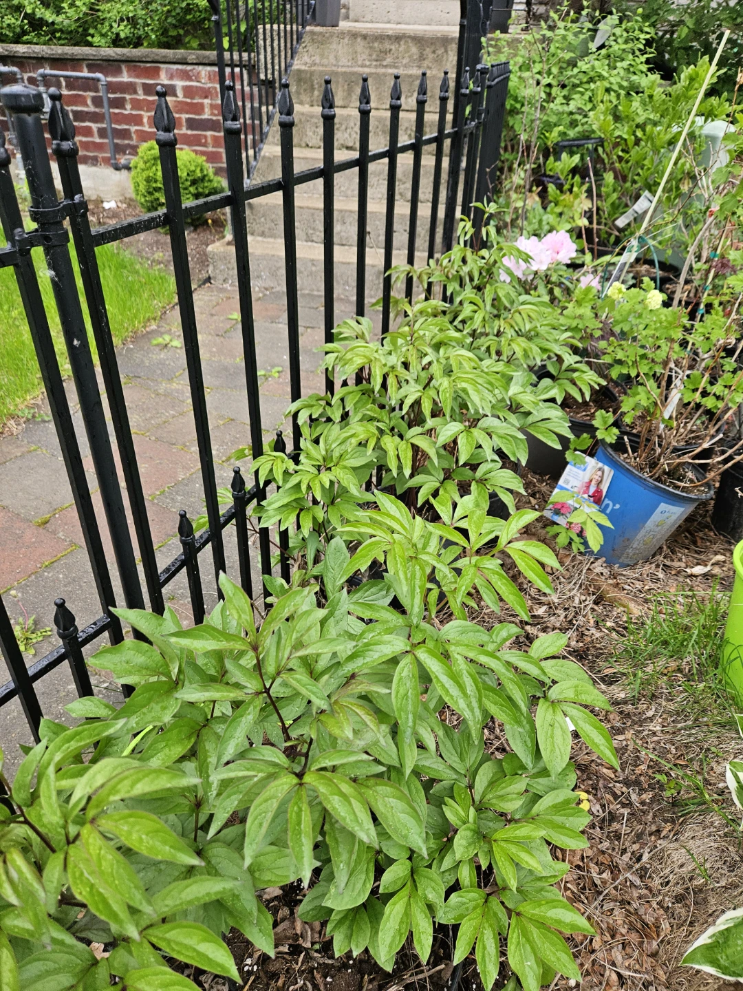 Peony Plants in 10"pot - photo 3