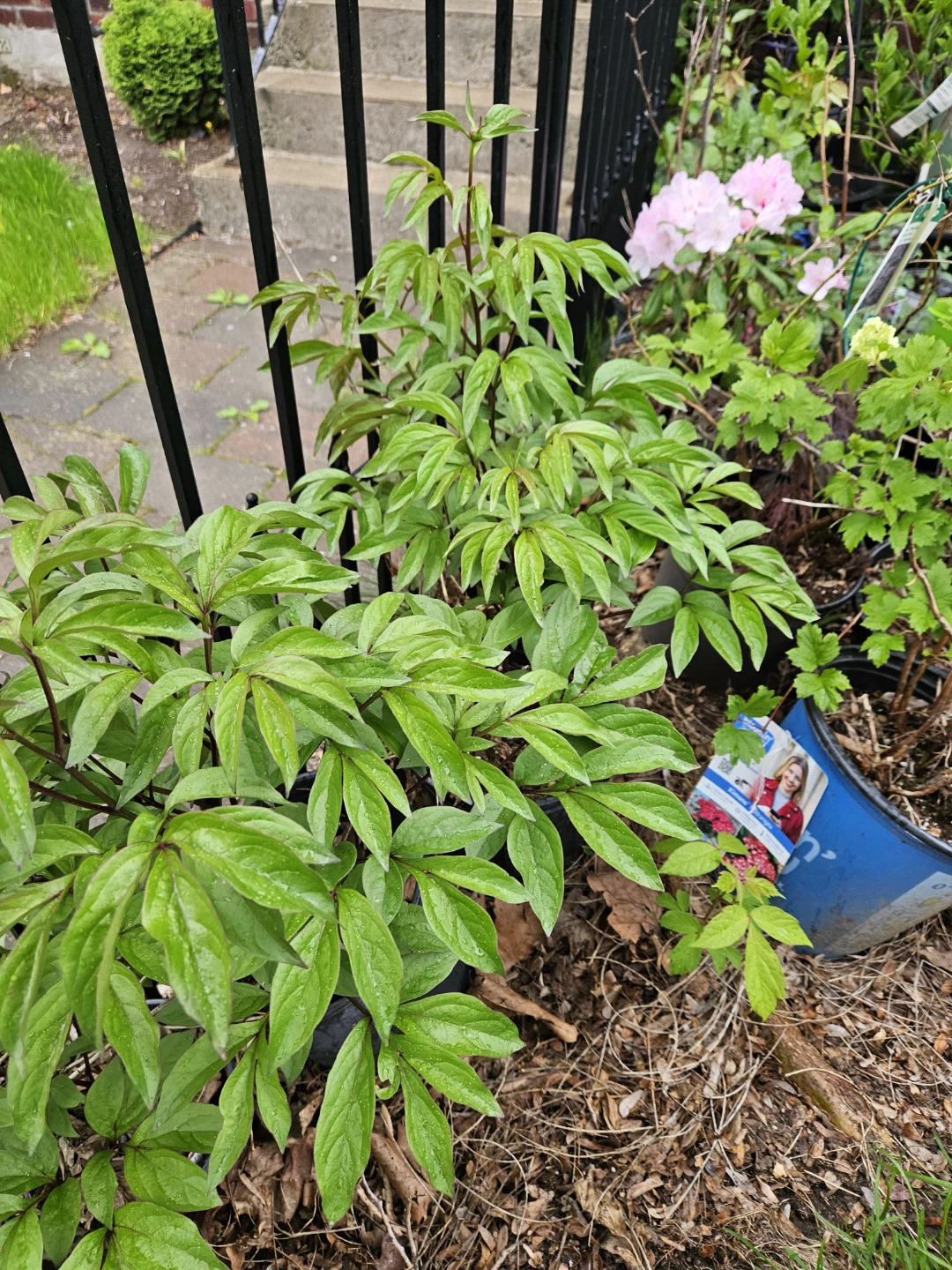Peony Plants in 10"pot - photo 2