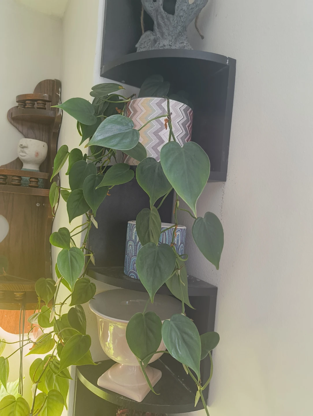 🌱$1 Plant cuttings (easy care) - photo 5