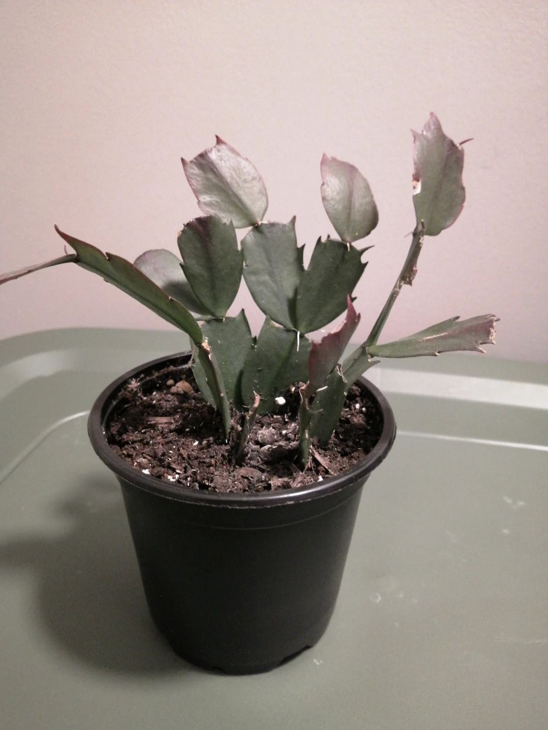 Christmas Cactus Plant - photo 2