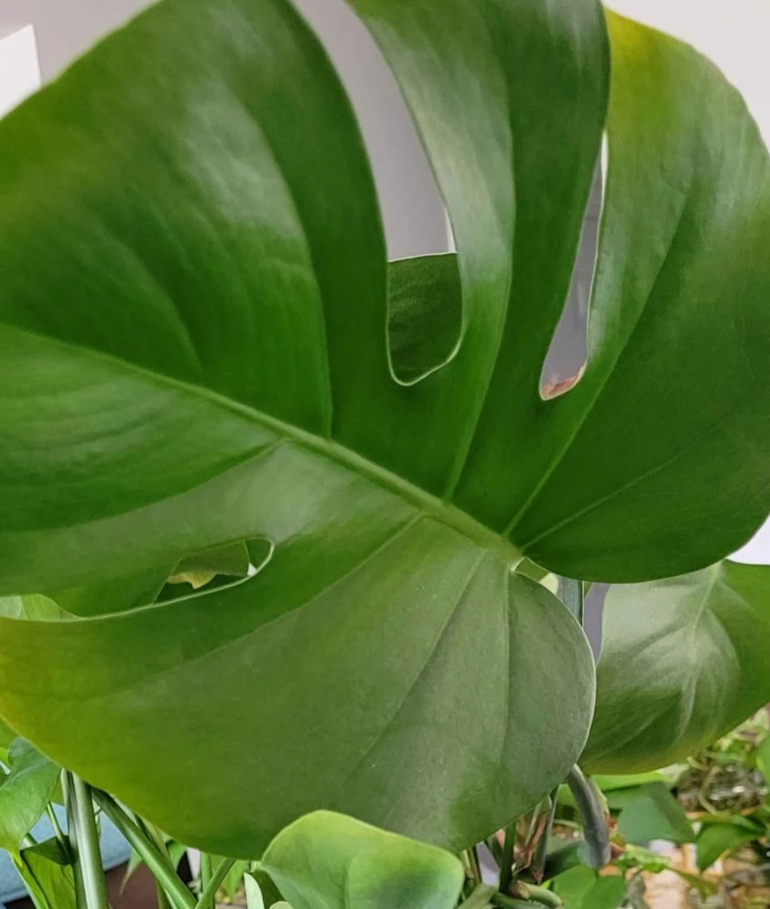 Monstera rooted leaves
