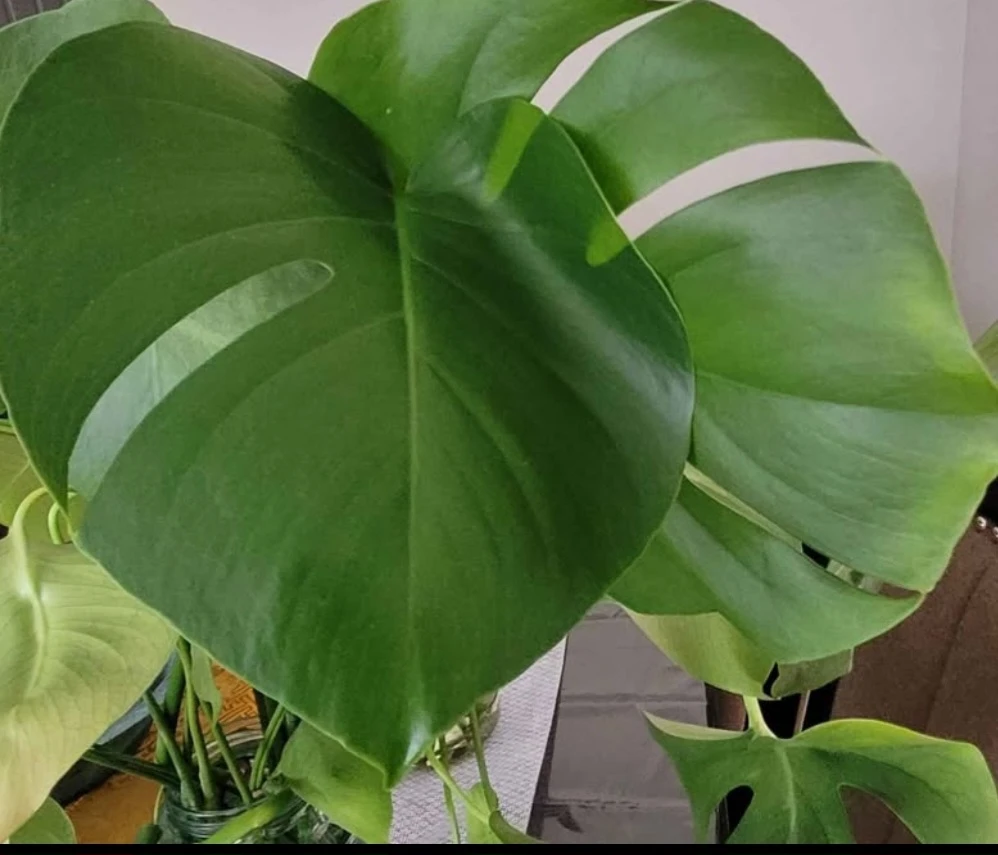 Monstera rooted leaves - photo 2