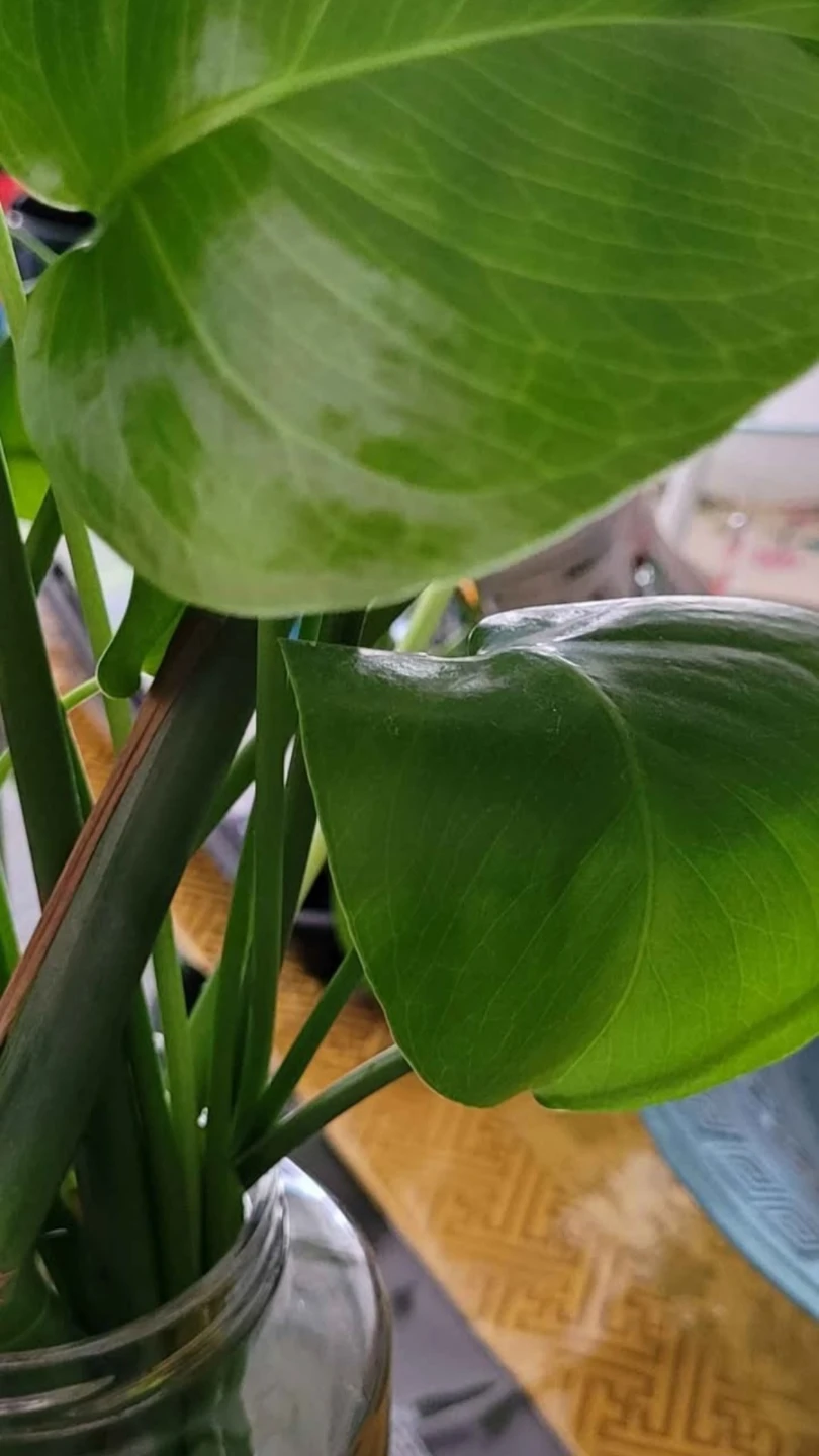Monstera rooted leaves - photo 3