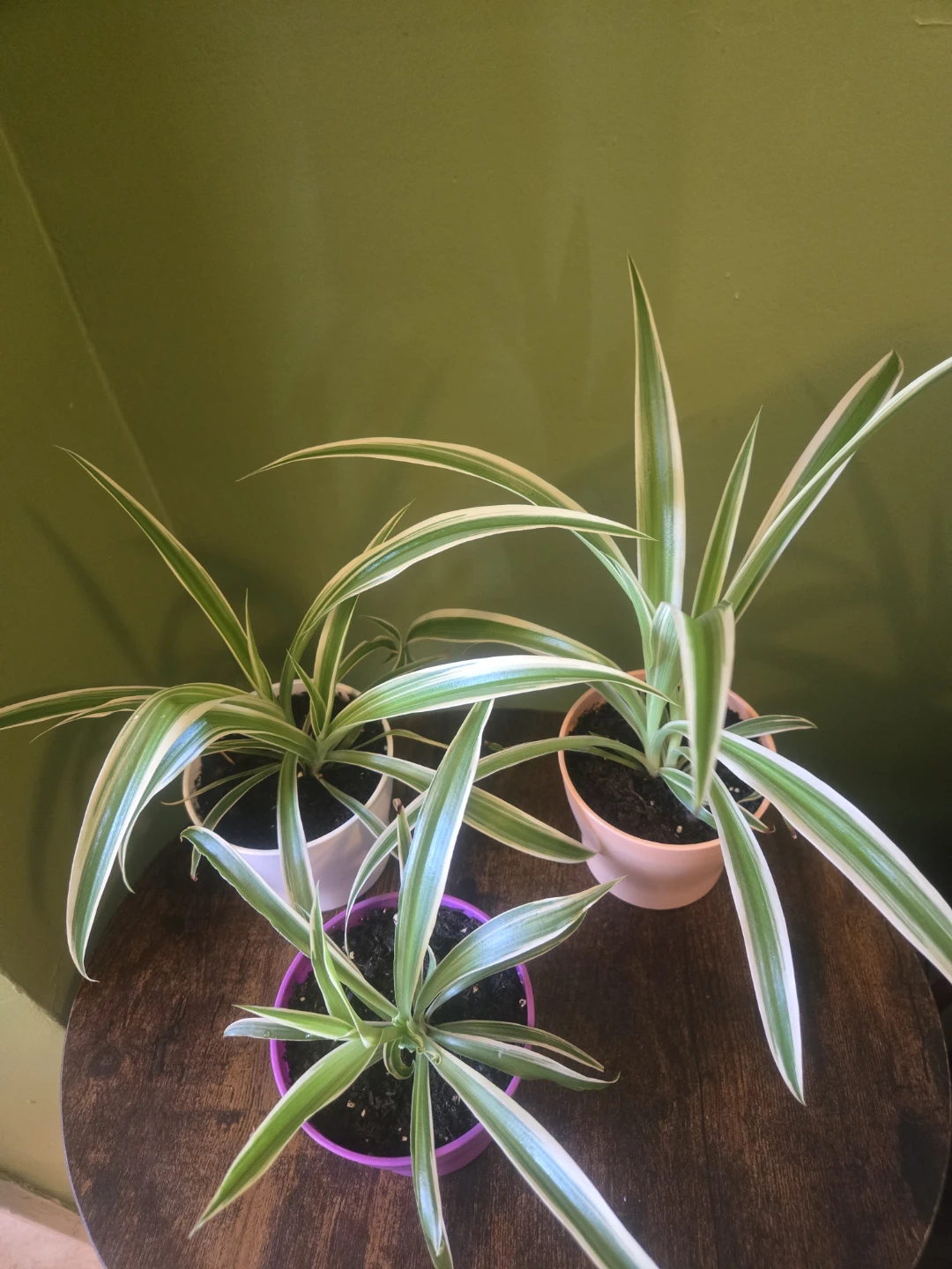 Spider Plants- 4 inch Pot - photo 2