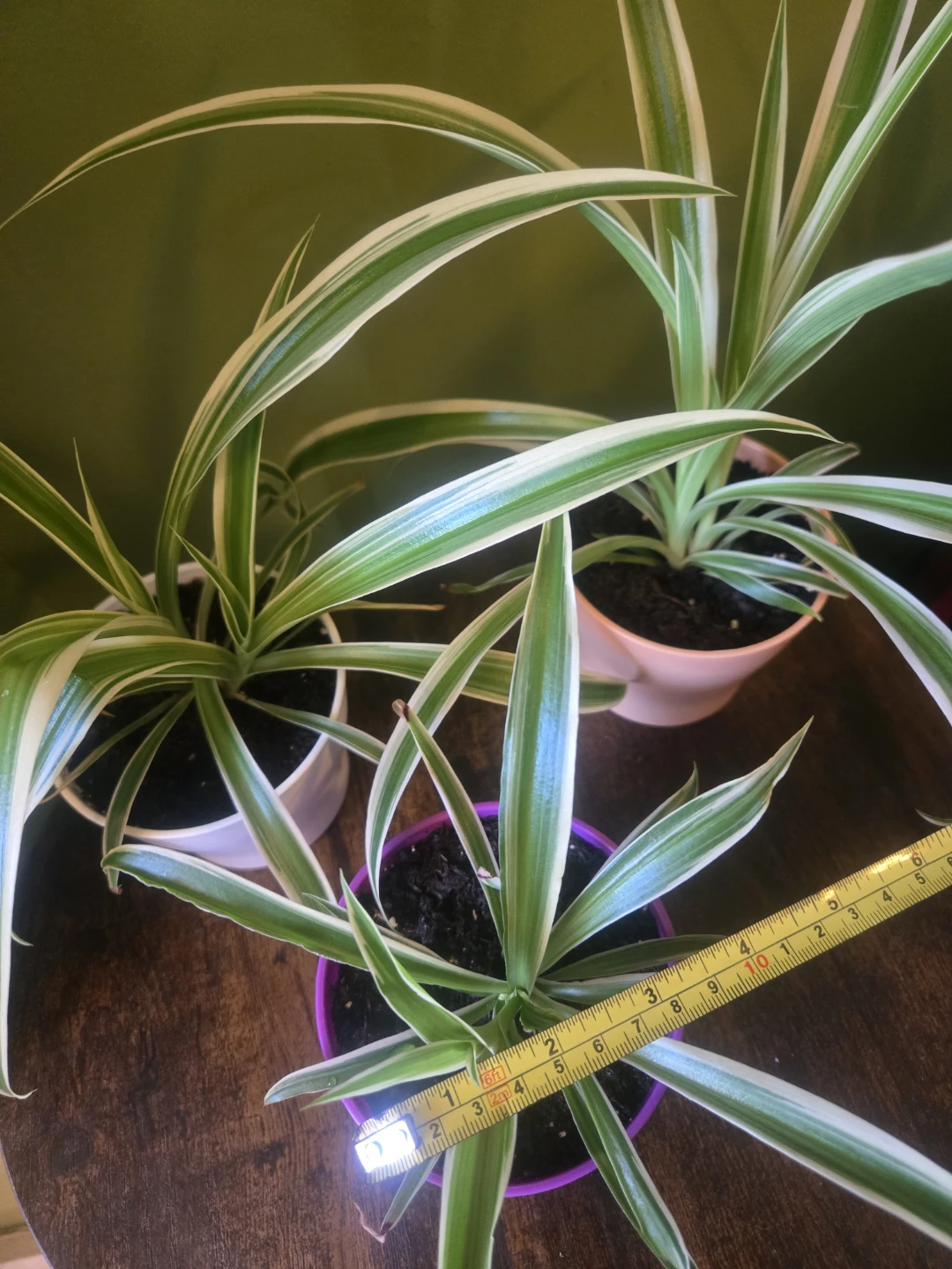 Spider Plants- 4 inch Pot - photo 3