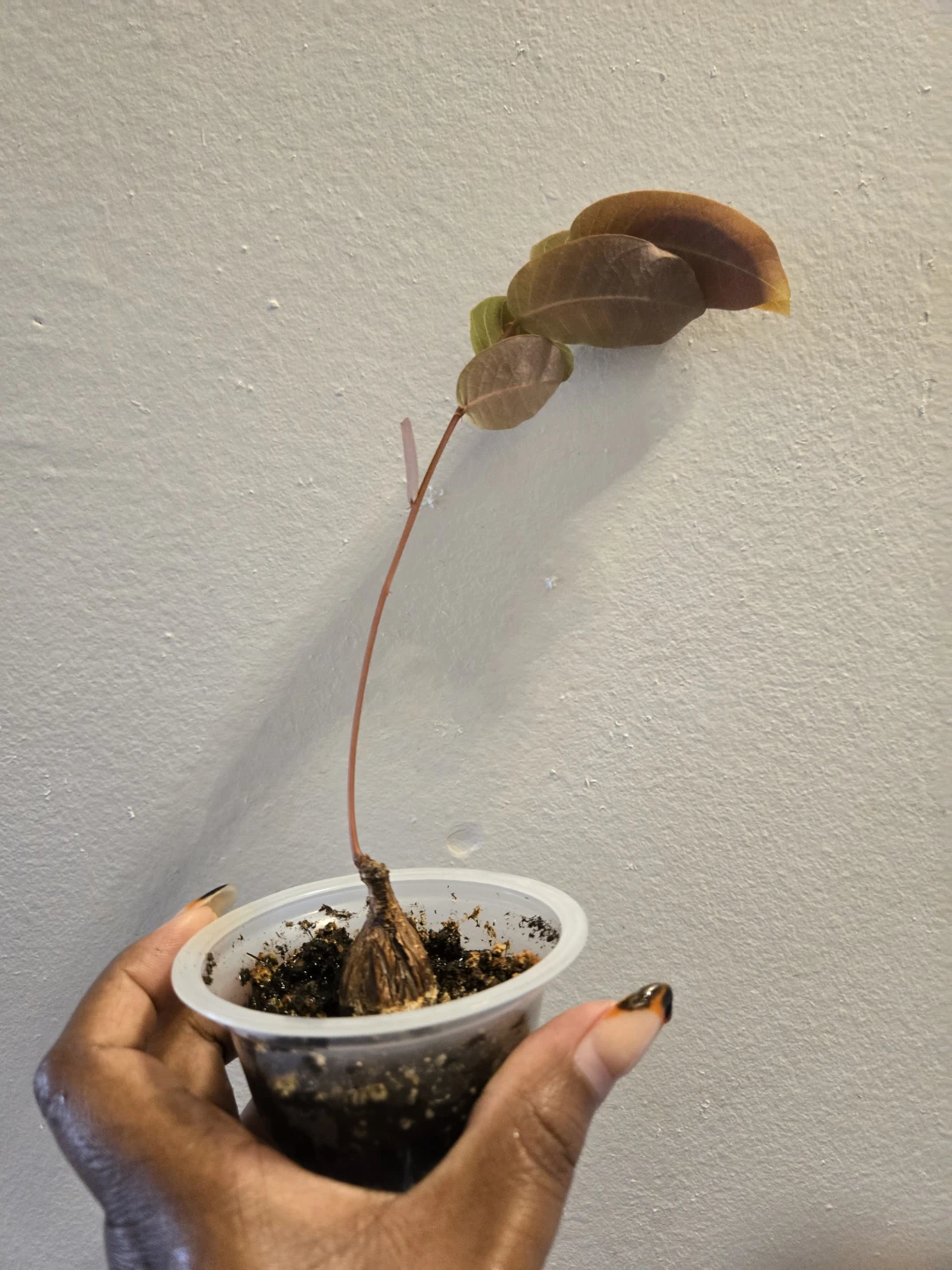 PHYLLANTHUS MIRABILIS CAUDEX Plant (soil) - photo 5