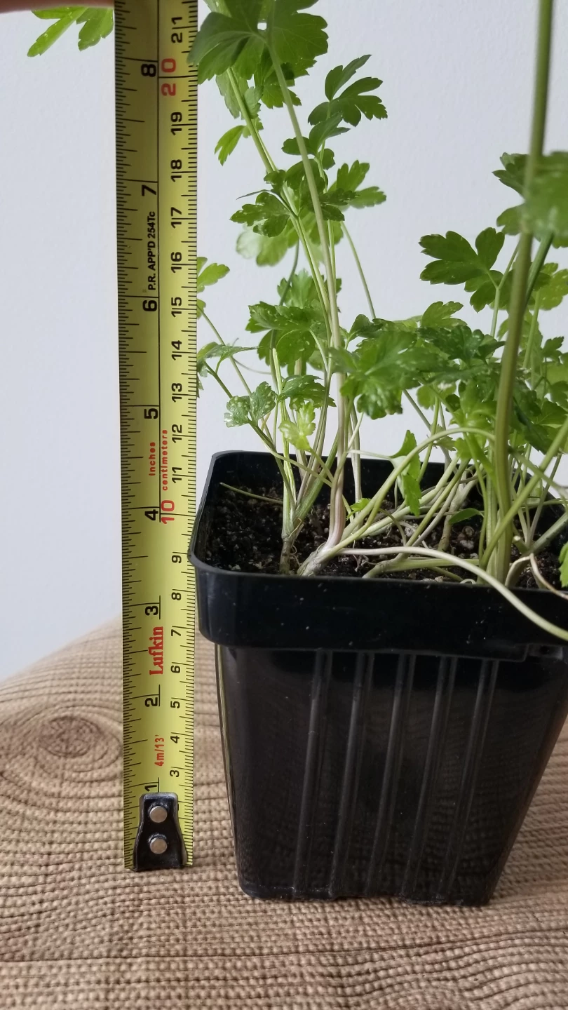 Parsley Plant in Pot