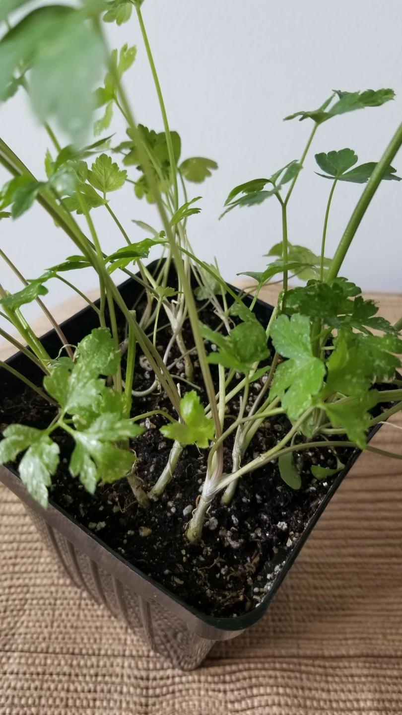 Parsley Plant in Pot - photo 2