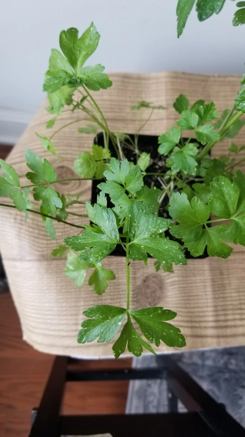 Parsley Plant in Pot - photo 3