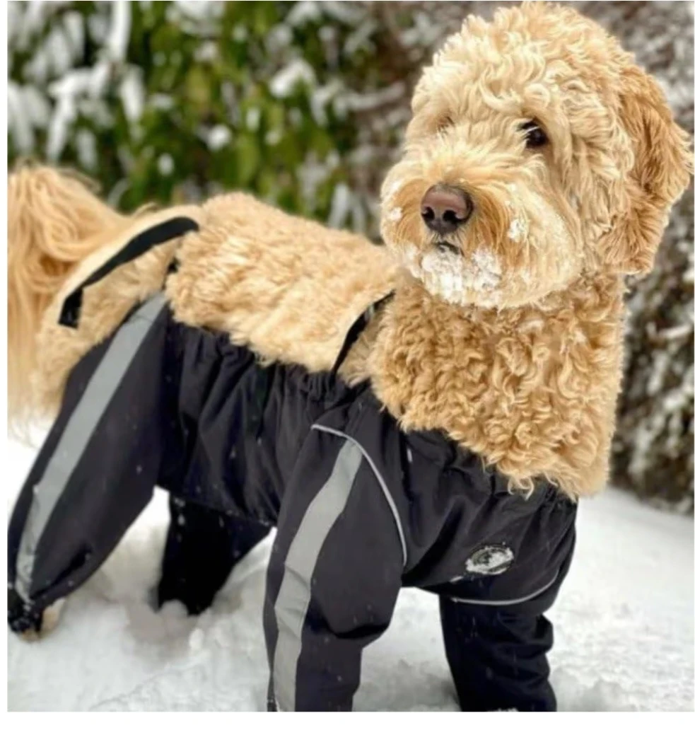 FouFou Dog 62564 Bodyguard All-Weather Dog Pants - Large, Black - photo 2