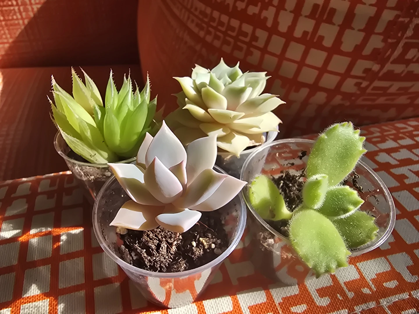 Set of 4 Succulents in Clear Pots