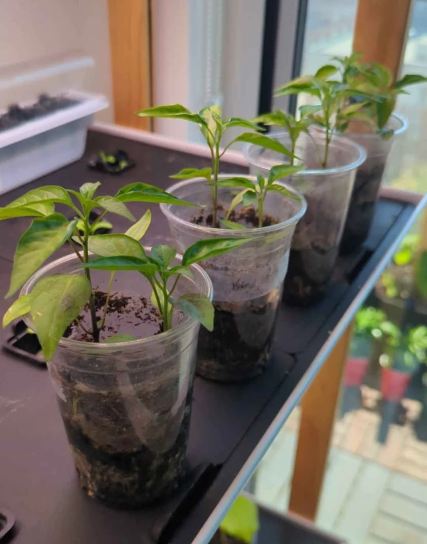 Birds eyes chilies