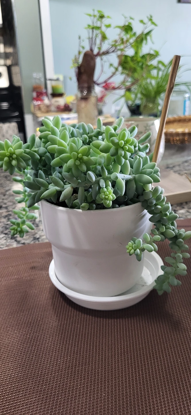 Burro's Tails in White Plastic pot - photo 2