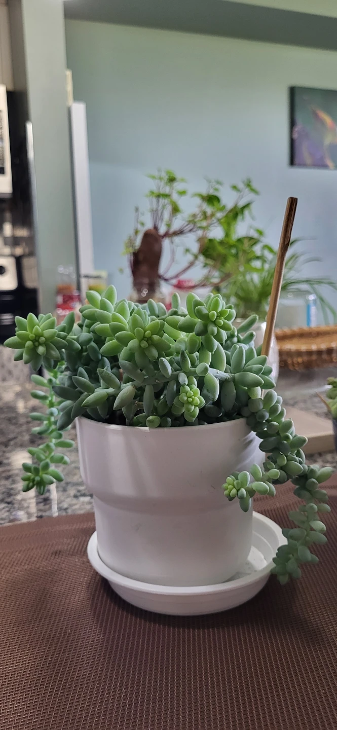 Burro's Tails in White Plastic pot - photo 3