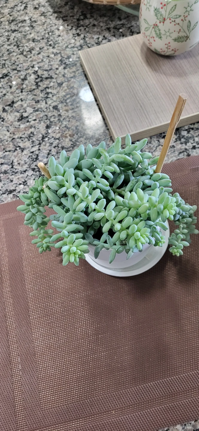 Burro's Tails in White Plastic pot - photo 4