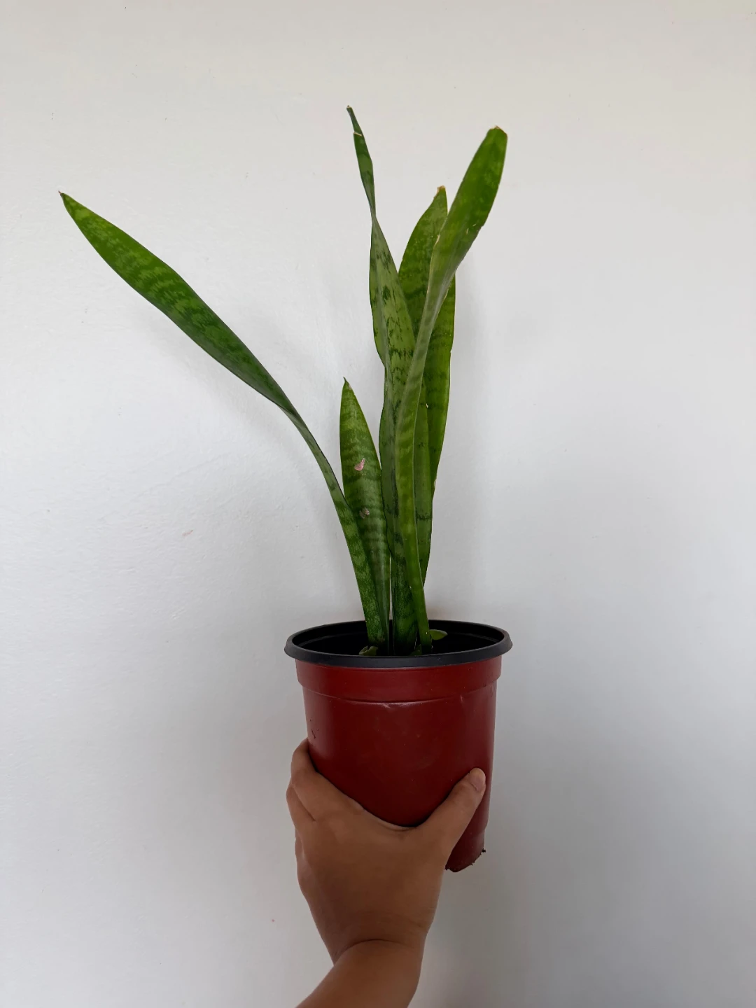 Snake Plant - photo 3