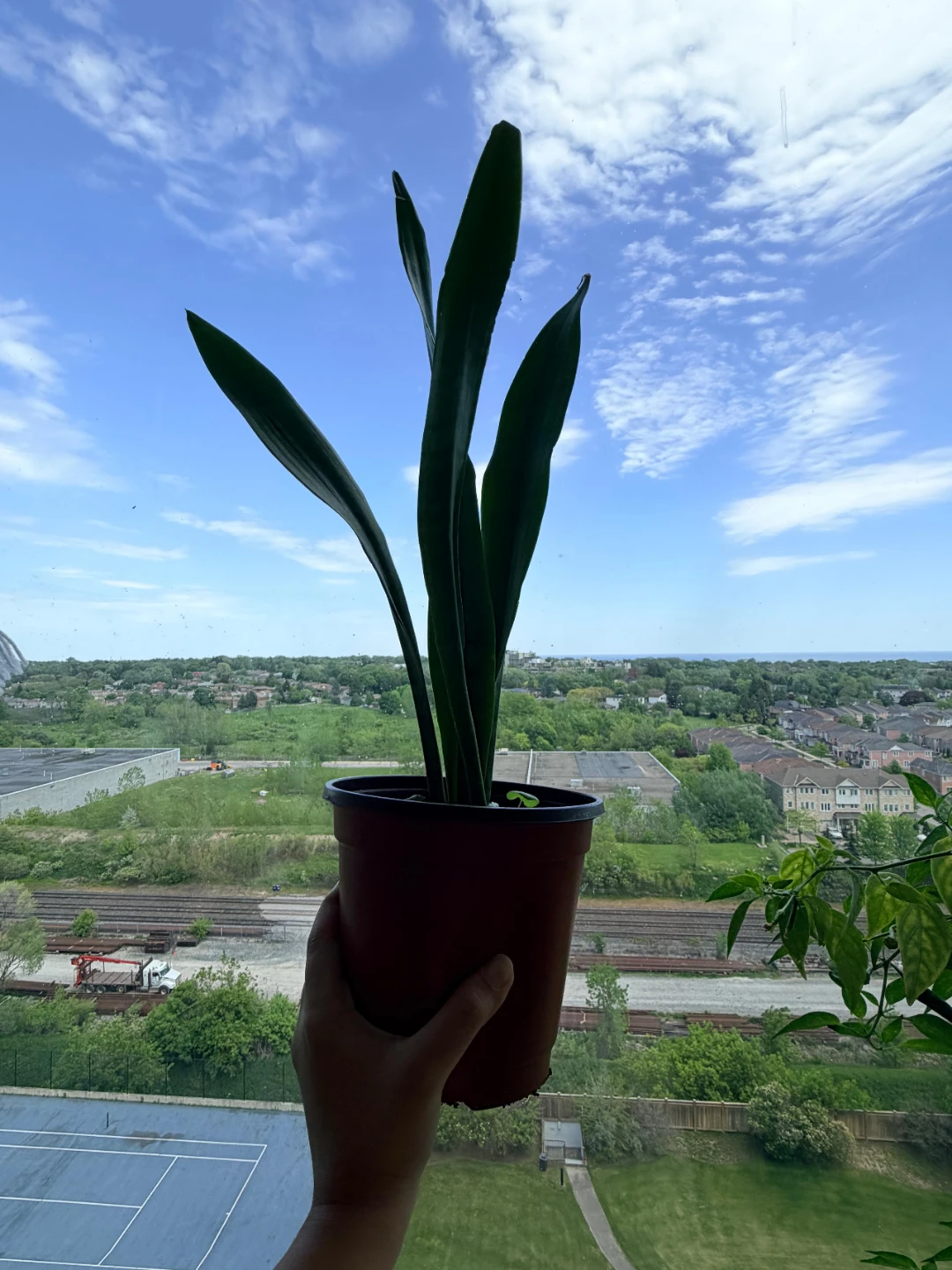 Snake Plant - photo 4